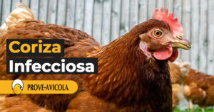 Coriza Infecciosa