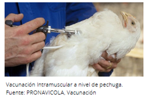 Proveavicola - Intramuscular