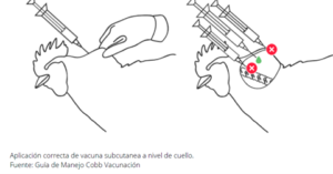 Proveavicola - Inyección subcutánea